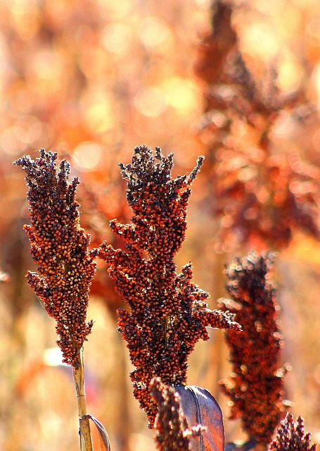 2. Understanding ⁣the Benefits of ⁢Sorghum Seeds: A closer look at the Nutritional ‌Value‌ and​ Diverse Applications