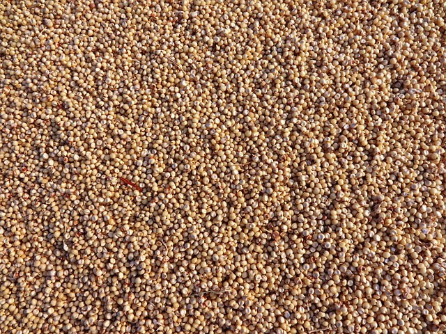 1. The Rising Popularity of Sorghum Seeds: Unveiling the Factors ⁤Behind the Flourishing Market