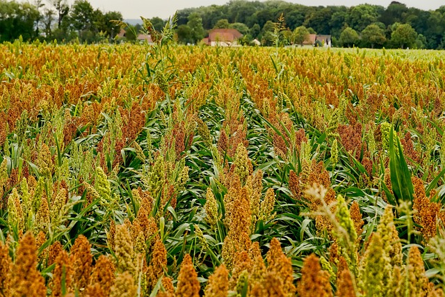 4.⁢ Cultivating Success: Best Practices and⁣ Recommendations for Sorghum Seed Farmers and Agribusinesses