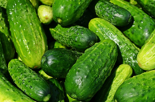 Sprouting⁢ Success: ‍Strategies for ‌Farmers⁢ and Distributors to Tap into the Growing Demand for Cucumbers