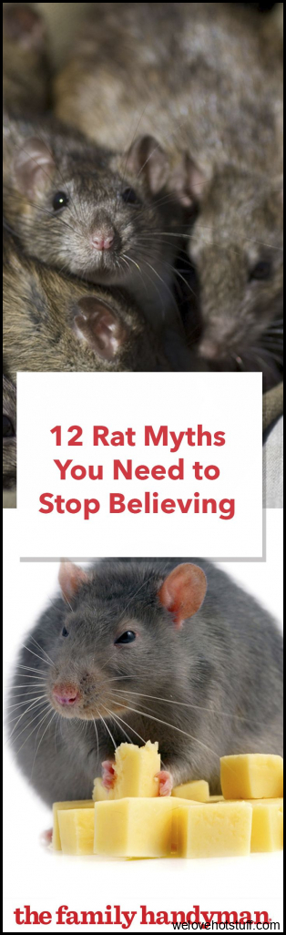 12 Rat Myths You Need to Stop Believing | Myths, Rats, Pest control