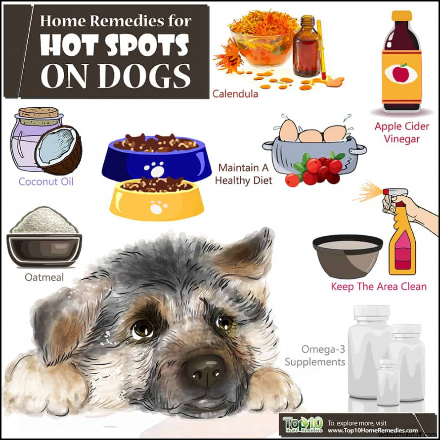 Home Remedies for Hot Spots on Dogs | Top 10 Home Remedies