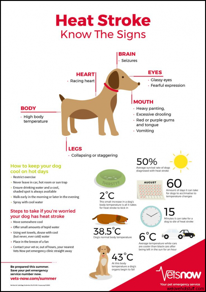 Symptoms of heat stroke in dogs | Infographic | Vets Now | Heat stroke ...